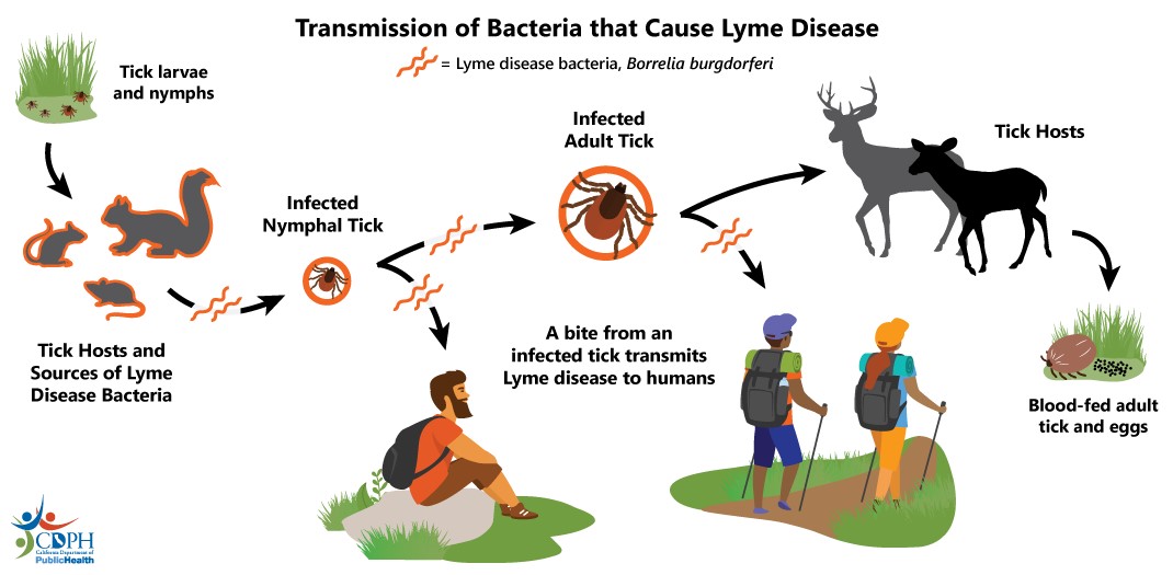 A new vaccine aims to knock out Lyme disease