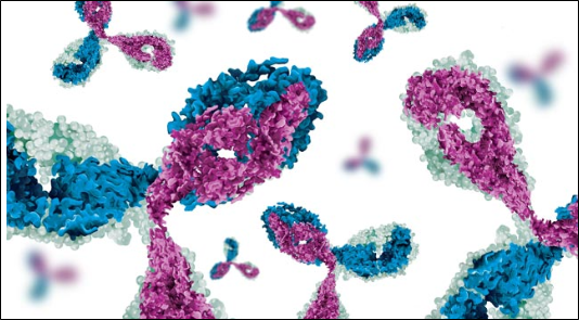 Developing Bispecific Antibodies
