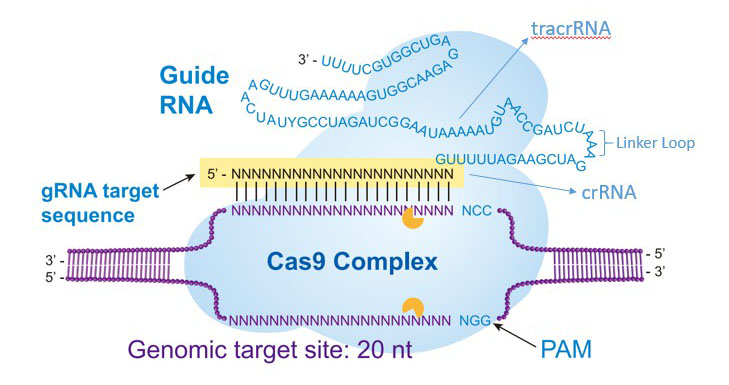 CRISPRCas9 Complex