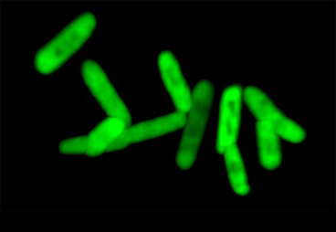 “Wai Guo Ren” DNA encoded protein in living cells for the first time