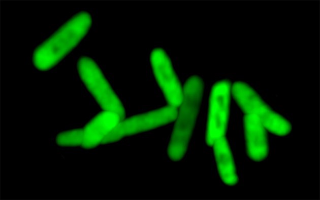 green fluorescence protein (GFP) picture