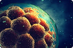 embryogenesis
