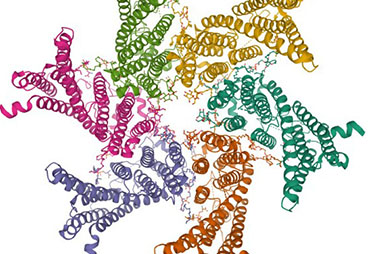 Endogenous studies of SERINC5, a transmembrane protein critical for restricting HIV-1 infection, finally possible
