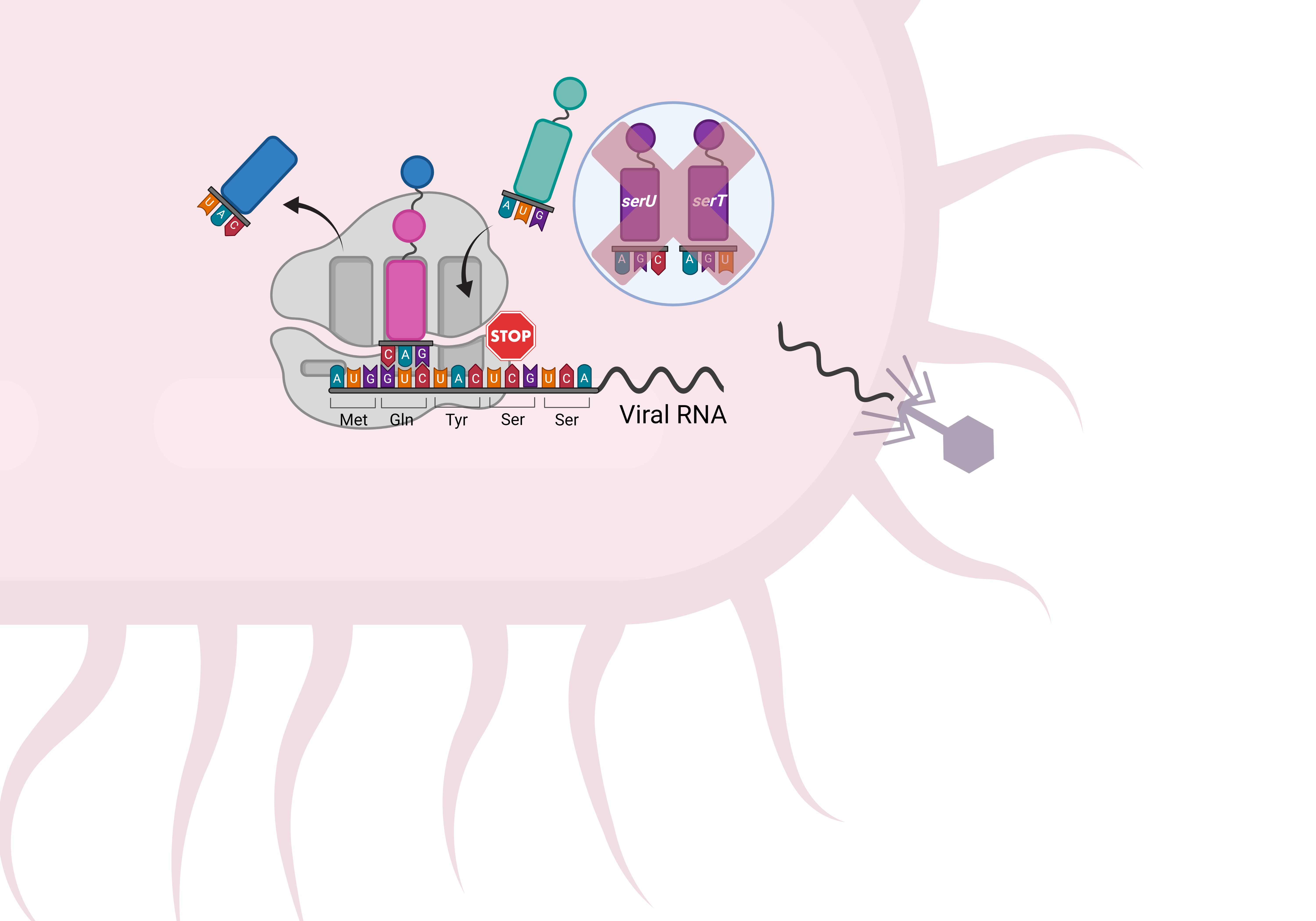 Genetic compression and viral resistance