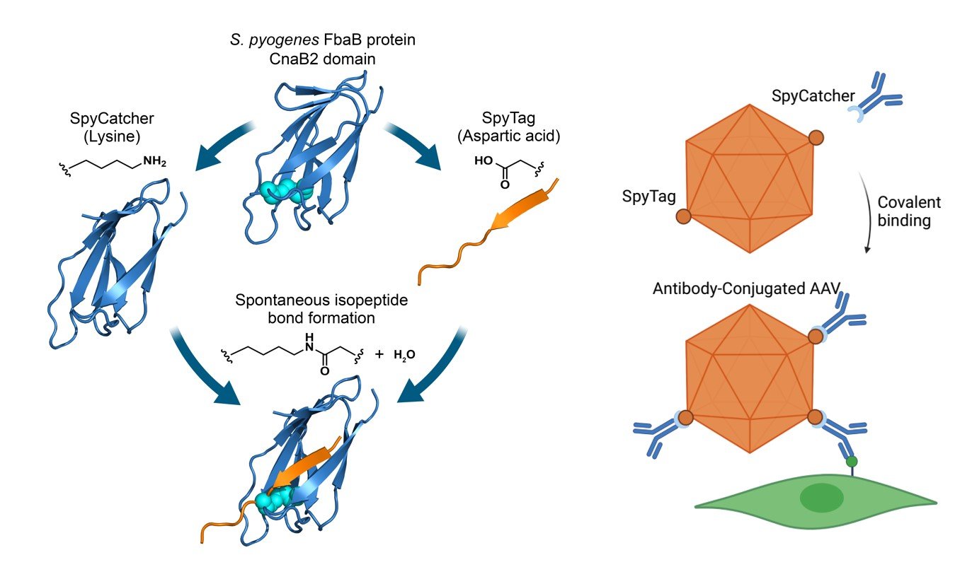 SpyTag/SpyCatcher system