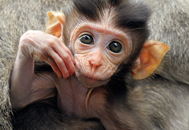 First Successful Offspring Created Through the Cloning of  A Non-Human Primate