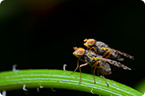 drosophila, fruit flies, mating behavior, natural selection, evolution