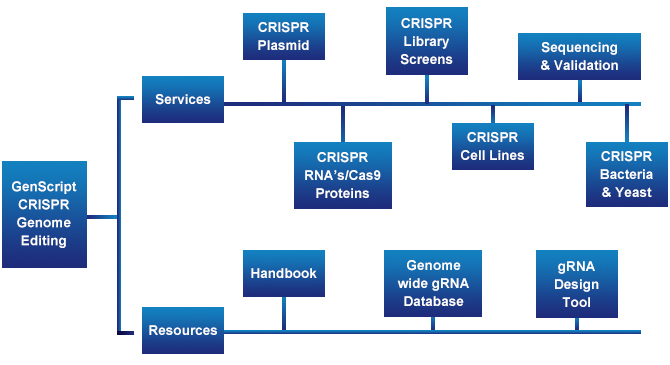 What is CRISPR