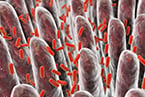gene expression, maternal genes, paternal genes, differential expression, dorsal raphe nucleus, brain disorders, neurodegenerative disease