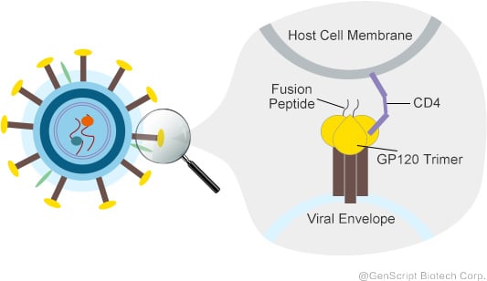 HIV-1 Envelope Membrane Fusion