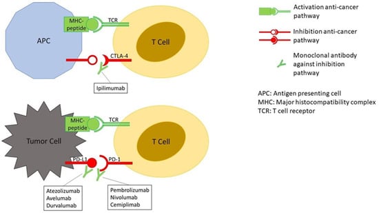 Mechanism of action of immune checkpoint inhibitors (ICIs)