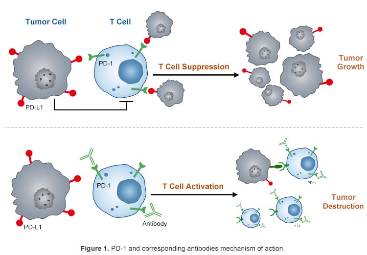 PD-1 and corresponding antibodies mechanism of action