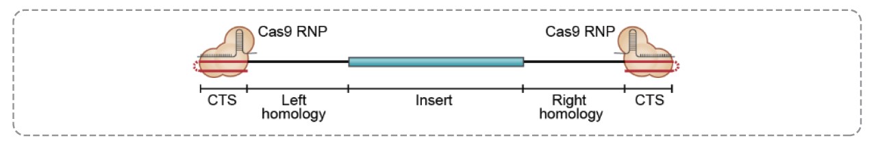 new Hybrid ssDNA Homology