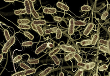 Inducible Quorum Sensing for Behavior Modification and Cargo Delivery Analysis in Bacterial Communities