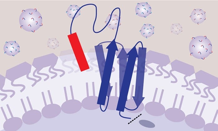 SLAY platform for peptide screening