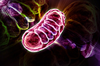 mitochondria, diabetes AND mitochondria energy metabolism AND mitochondria