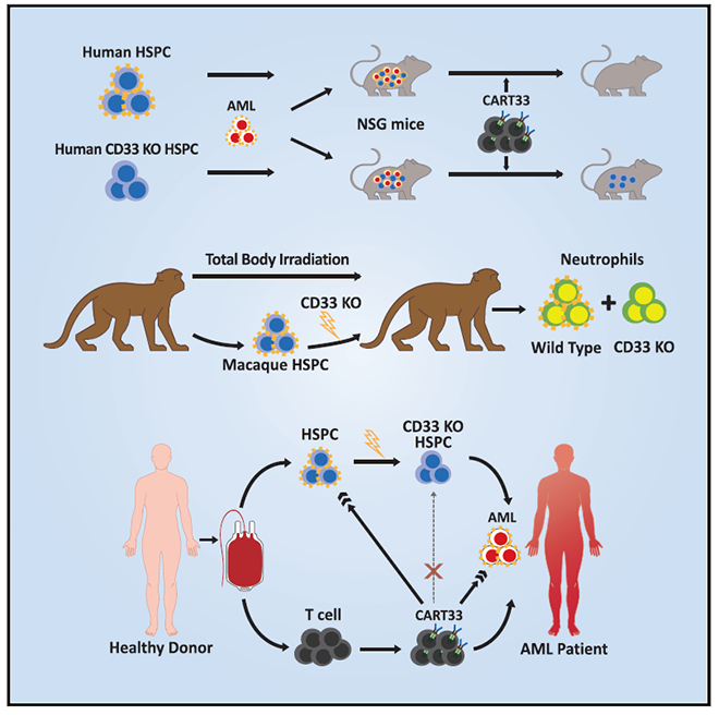 Crispr Gene Editing Bruin Blog