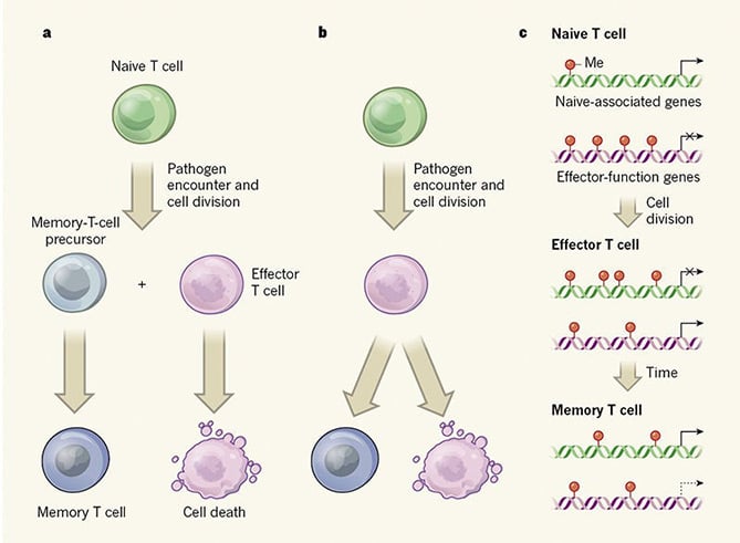 memory t cell formation