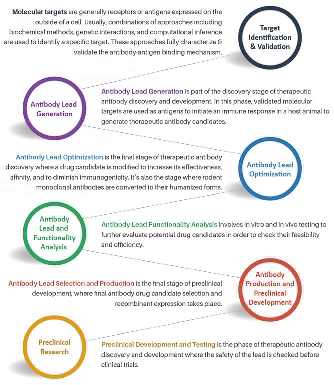 Overview of the discovery process for therapeutic antibodies