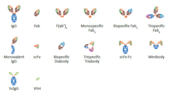 OSchematic depicting different antibody formats
