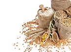 commercial crops, transformation, genetically modified crops, GMO