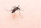 mosquitos, malaria, dengue, anopheles gambiae, insect smell, insect taste, olfactory, gustatory