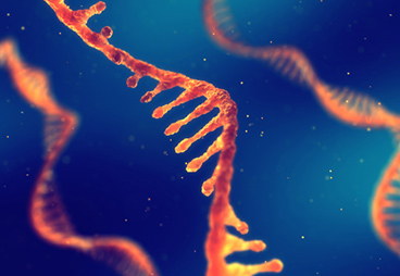 As a Gene Cell therapy deliver, mRNA is a more efficient coding language.