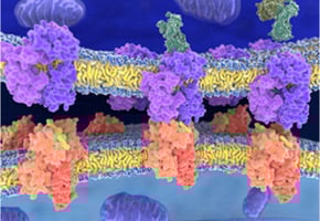 Novel combination AAV-based gene therapy simultaneously treats several age-related diseases