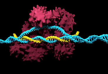 Nanoparticles Carrying CRISPR Create a More Efficient Delivery Tool