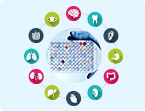 Organs-on-Chips, Drug Screening, and micro-organs