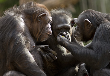 New Study Shows How Chimpanzees Can Spontaneously Learn