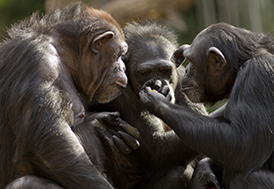 Chimpanzees Picture