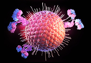 Novel Therapeutic Antibodies Picture