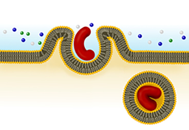 Formation of flat surfaces critical in helping macrophages eat