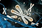 tzap, telomere, cellular aging, aging, telomere trimming, cellular clock, lifespan