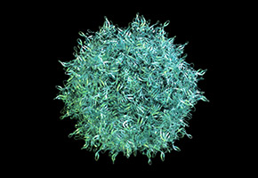 Novel combination AAV-based gene therapy simultaneously treats several age-related diseases
