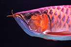 zebrafish, photoreceptors, blindness, , congenital blindness, eye development