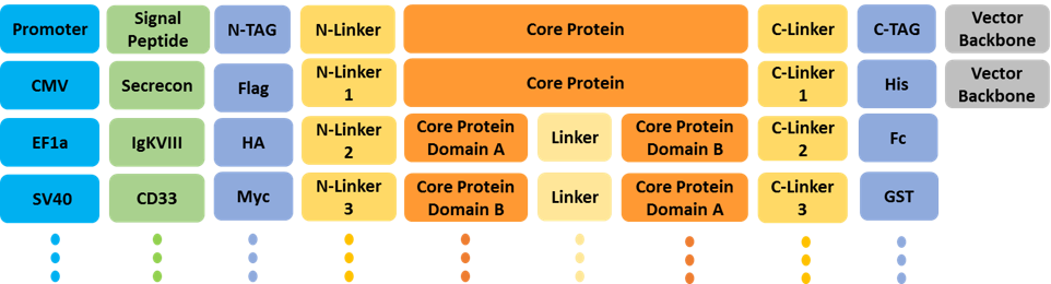 Optimize Your Recombinant Protein Expression By Combinatorial Vector Design