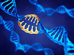 Peptide Conjugation of Morpholinos Leads to Systemic Exon Skipping in Muscular Dystrophy.