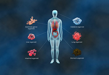 Predicting Patient Outcome to Cancer Treatments Using Organoids