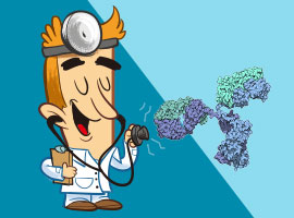 Protein expression, western blotting, WB