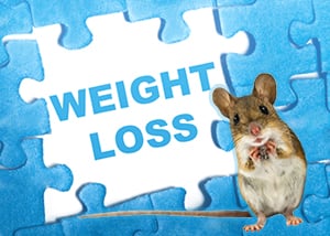 Lower Body Weight in Rat Picture