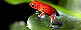 Small but deadly. How do poisonous frogs keep from poisoning themselves?