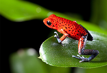 Scientists Uncover the Mechanism Behind How Poisonous Frogs Remain Unaffected by Their Own Toxins