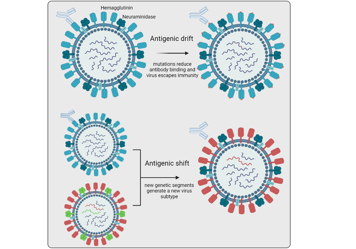 Antigenic drift and antigenic shift