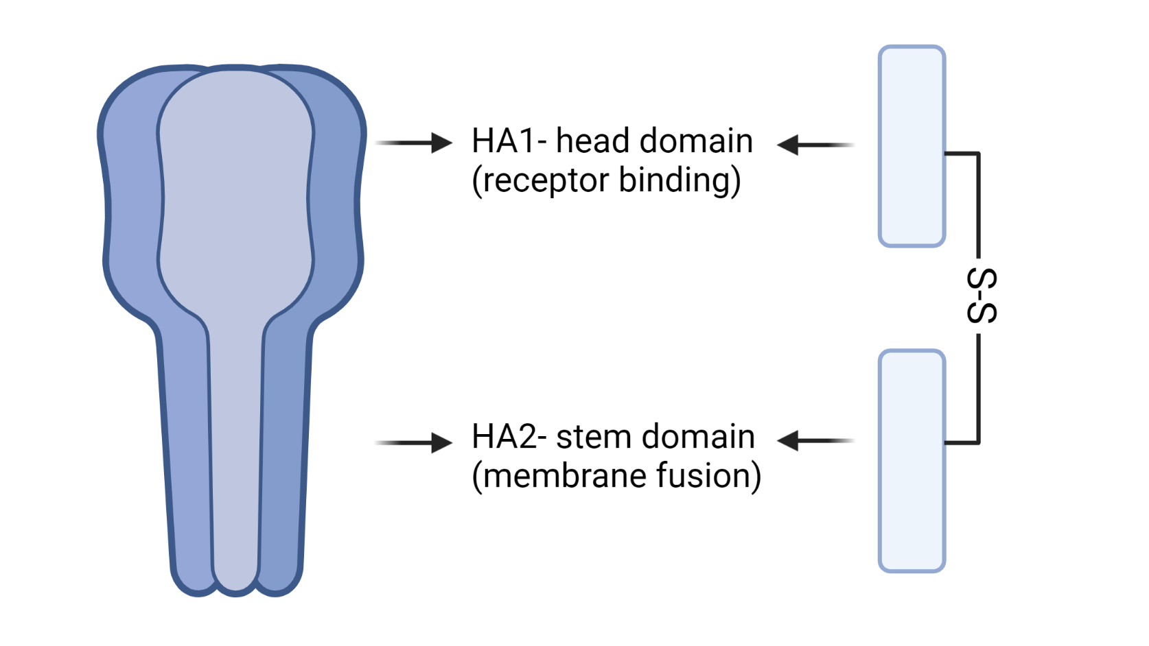 Influenza Hemagglutinin