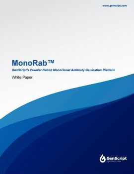 Rabbit mAb Service White Paper