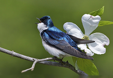 Real Life Mockingjays: How Songbirds Learn New Songs