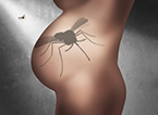 mosquito and pregnancy