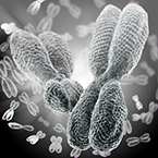 sex chromosome, chromosomes, chromosome activation, chromosome inactivation, xist, trisomy